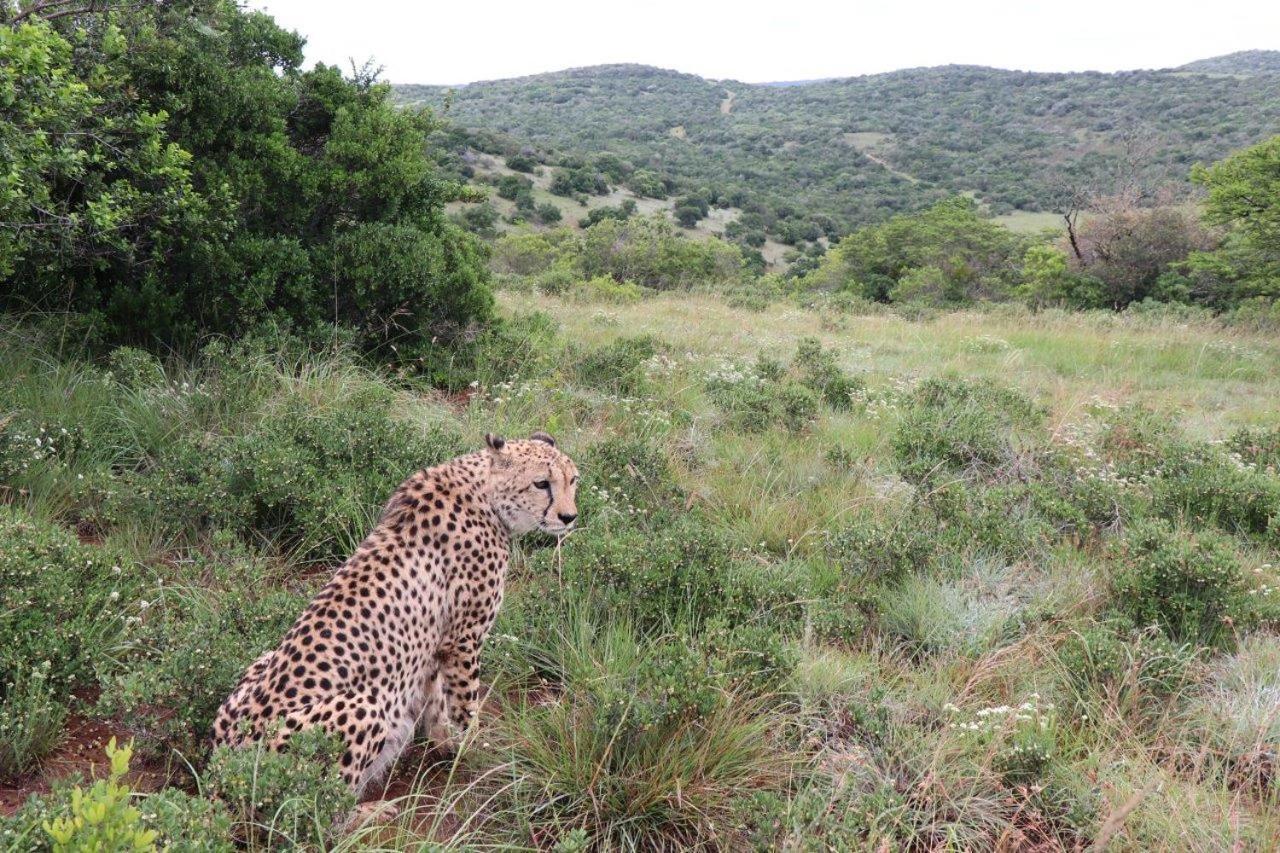 Hopewell Private Game Reserve Buyskloof Zewnętrze zdjęcie