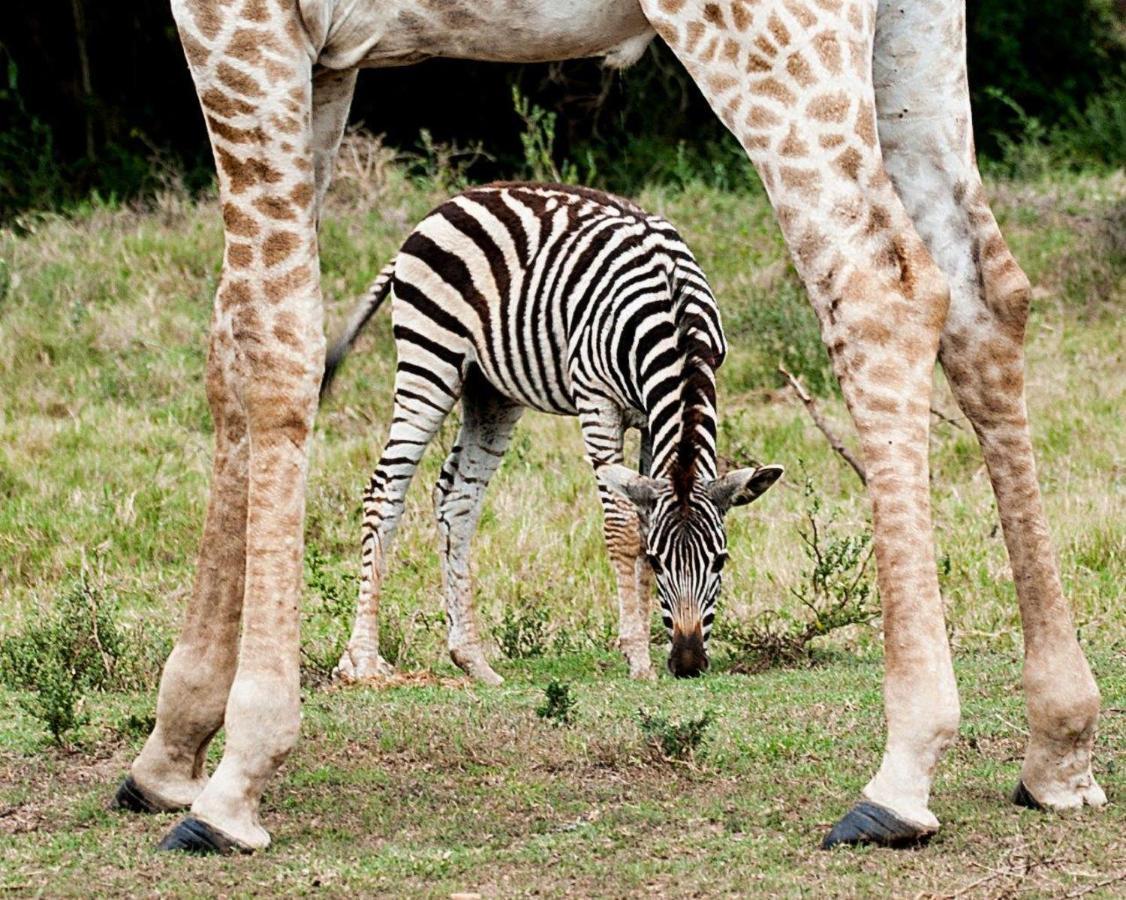 Hopewell Private Game Reserve Buyskloof Zewnętrze zdjęcie