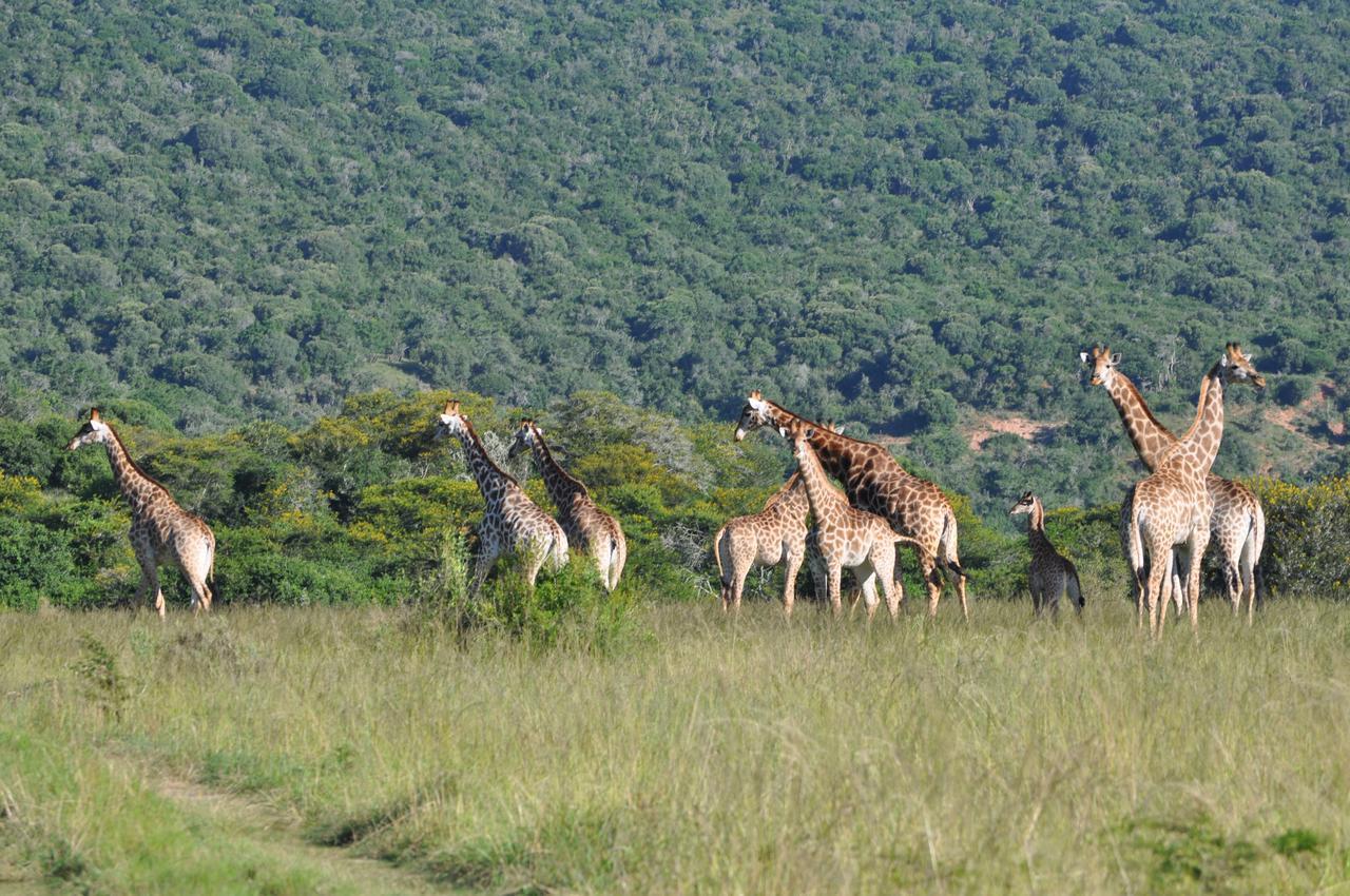 Hopewell Private Game Reserve Buyskloof Zewnętrze zdjęcie